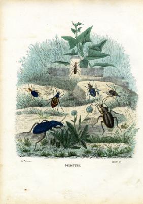Tiger & Ground Beetles