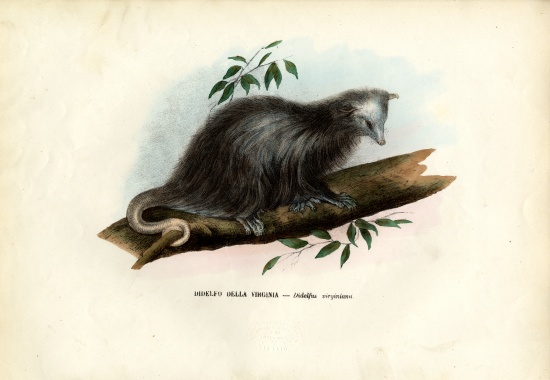 Virginia Opossum van Raimundo Petraroja