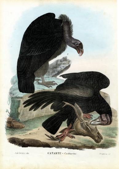 Vultures van Raimundo Petraroja
