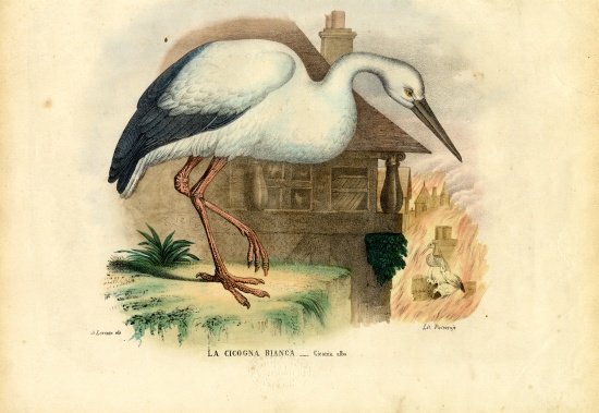 White Stork van Raimundo Petraroja
