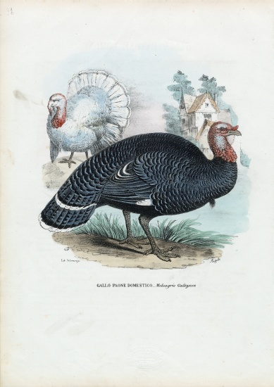 Wild Turkey van Raimundo Petraroja