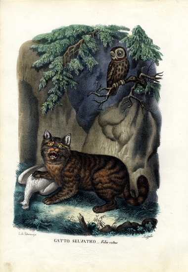 Wildcat van Raimundo Petraroja