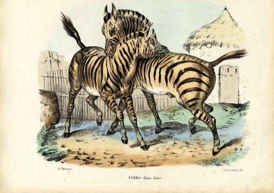 Zebra van Raimundo Petraroja