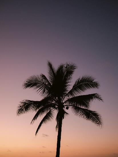 Costa Rica Palm Tree