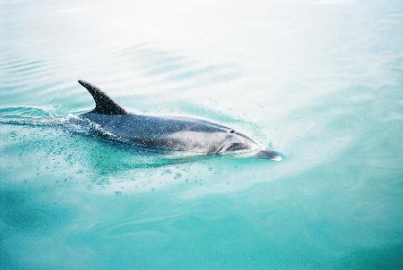 Dolphin N.Z. Northern