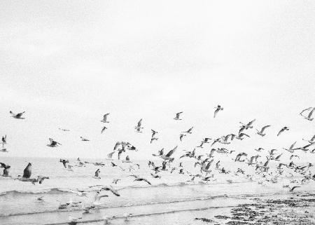 Seagulls - Coastal black and white