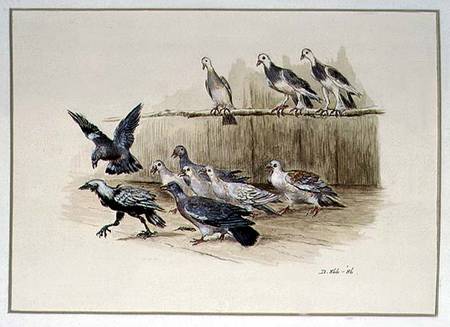The Jackdaw and the Doves van Randolph Caldecott