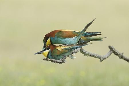 Making little Bee-eaters - 2