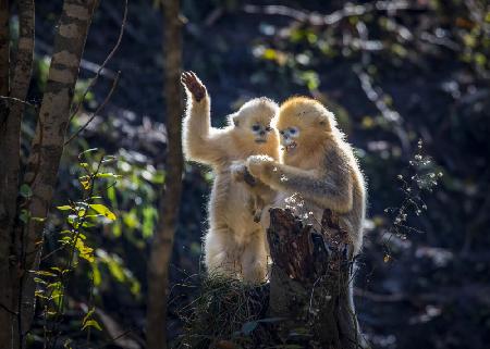 Two Curious Little Golden Monkeys
