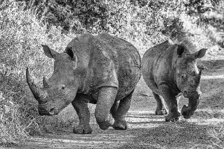 The two rhinos - Wildlife III