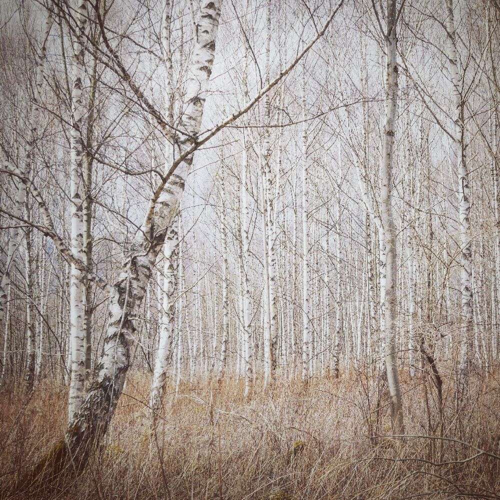 birch forest van Renate Wasinger