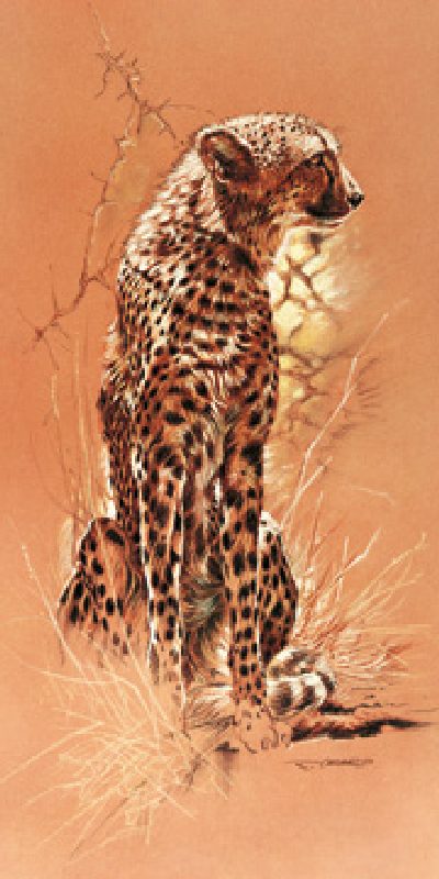 Cheetah van Renato Casaro