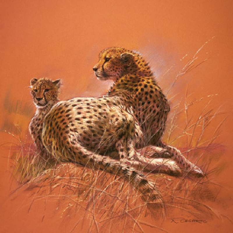 Cheetah Mother van Renato Casaro