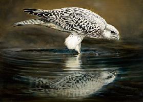 Drinking Falcon