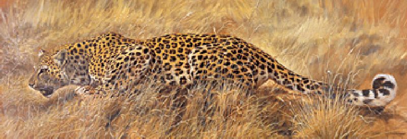 Leopard van Renato Casaro