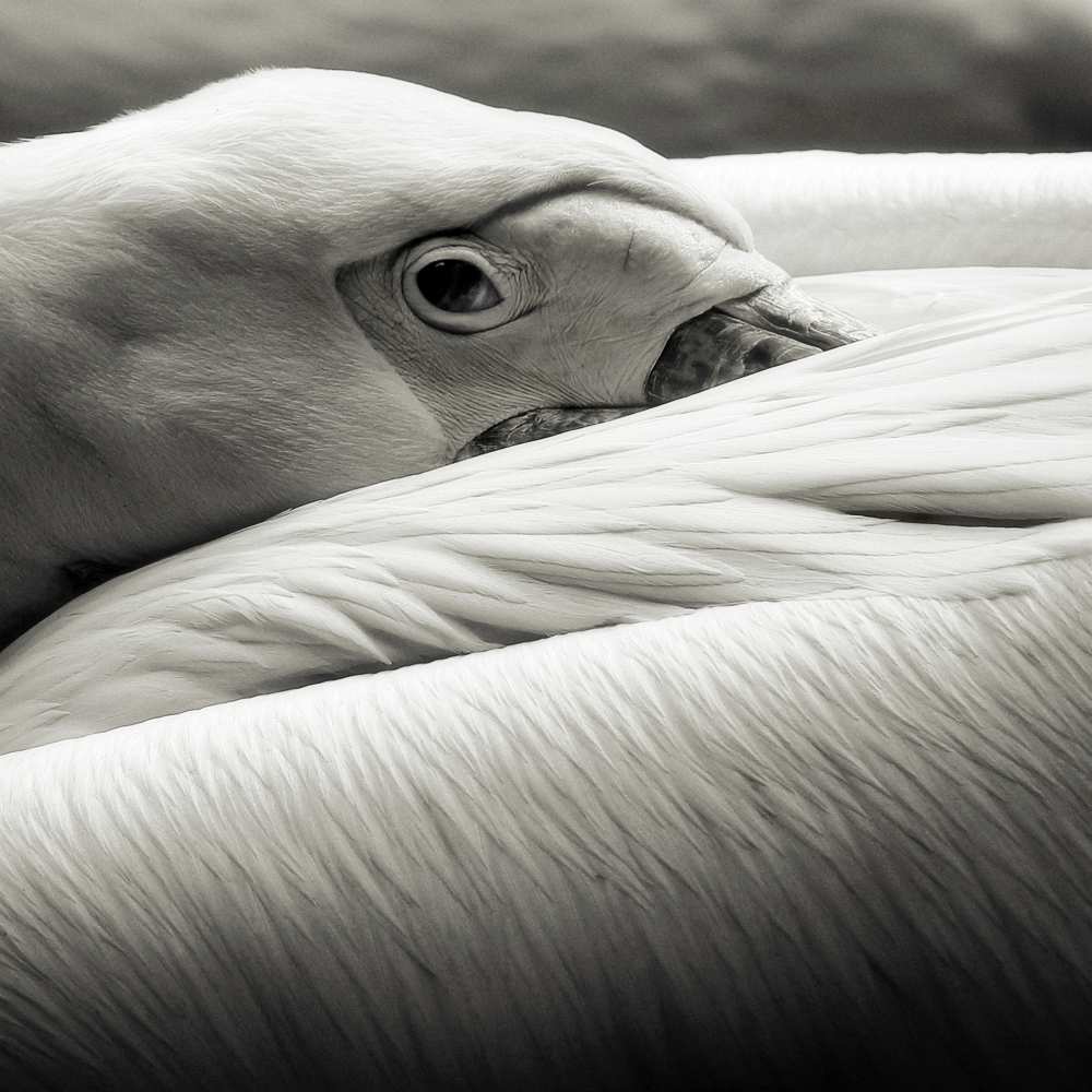 pelican van Riccardo Berg