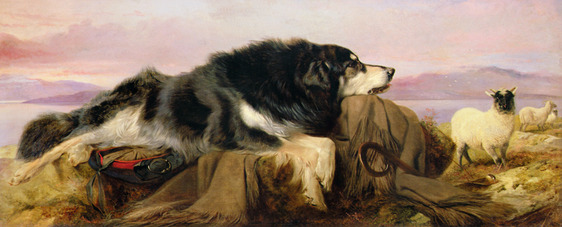 The Shepherd's Dog van Richard Ansdell