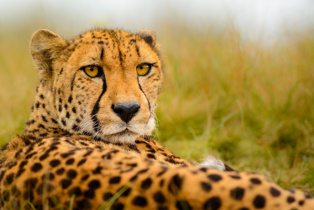 Cheetah stare van Richard Guijt