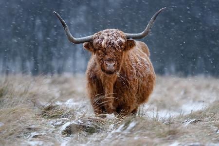 Snowy Highland cow