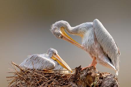 Nesting Pelican