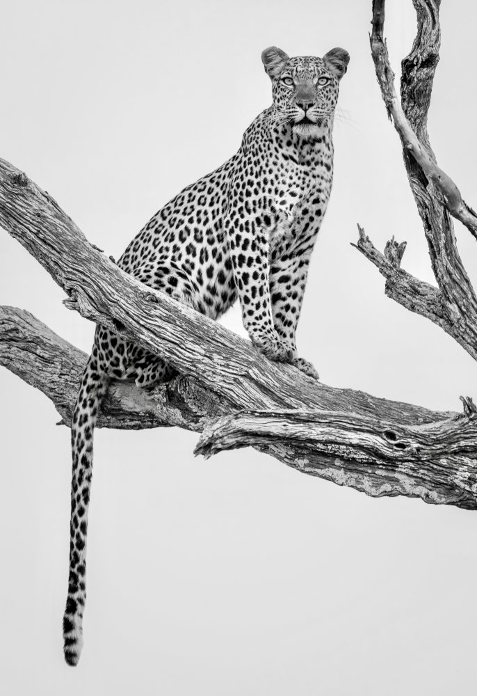 Leopard Portrait - Mono Var van Rob Darby