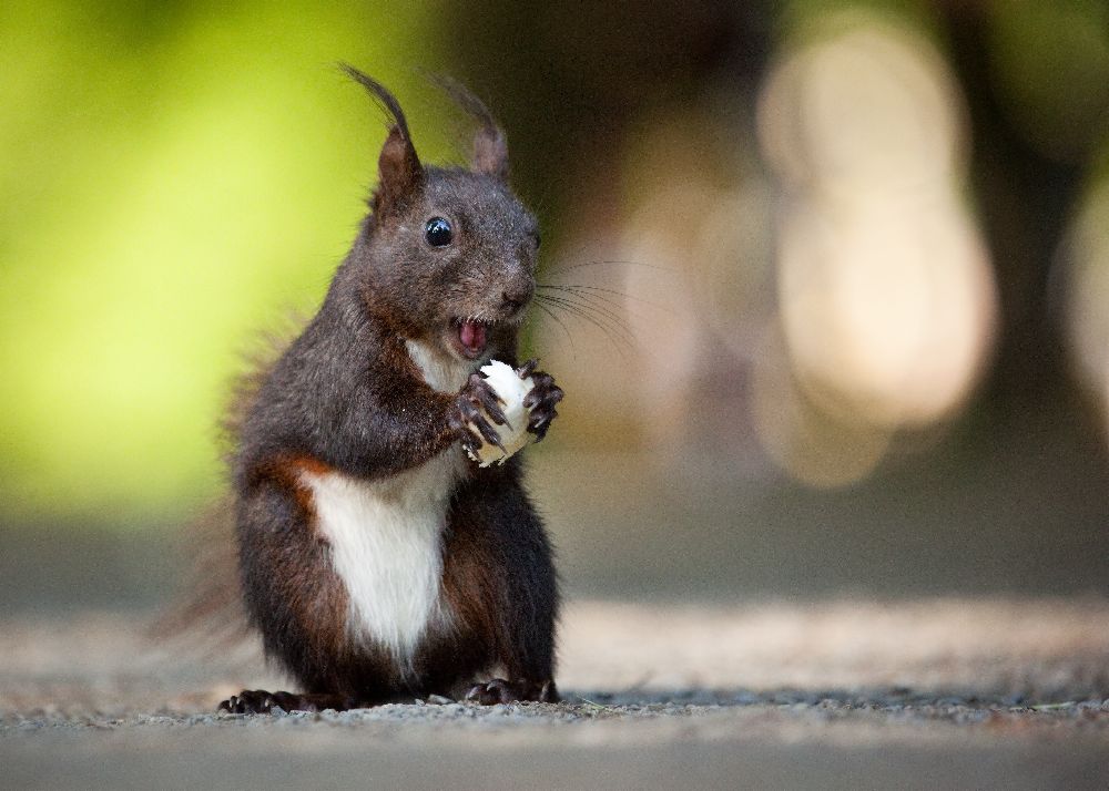 Squirrel van Robert Adamec