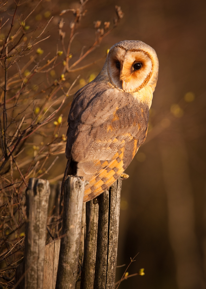 Barn Owl van Robert Adamec
