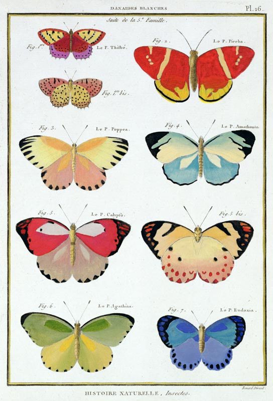 Butterflies from 'Histoire Naturelle des Insectes' by M. Olivier (coloured engraving) van Robert Benard