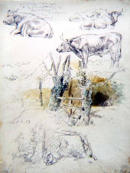 Cattle Studies van Robert Hills