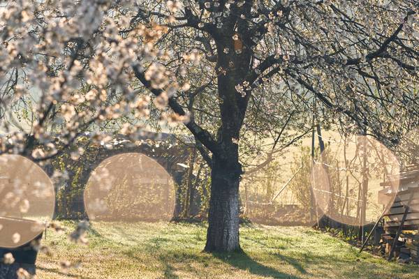 Blühenden Obstbäume im Garten mit Gegenlicht van Robert Kalb
