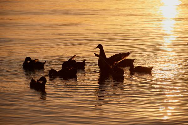 Enten im Abendlicht am Lago Trasimeno van Robert Kalb