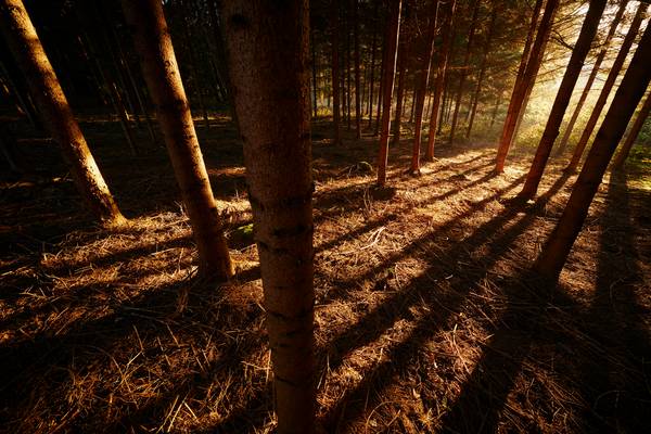 Romantischer Wald mit goldenem Streiflicht im Herbst van Robert Kalb