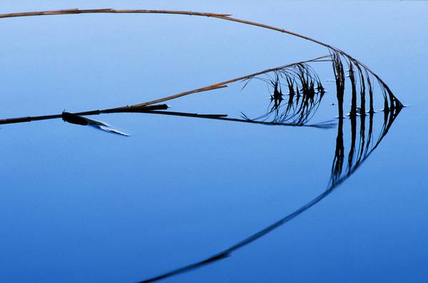 Schilfrohr Spiegelung im blauem Wasser van Robert Kalb
