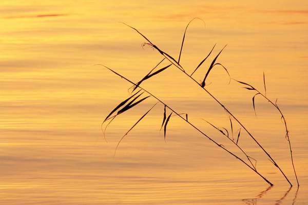 Stimmungsvolles Morgenlicht am Bodensee van Robert Kalb