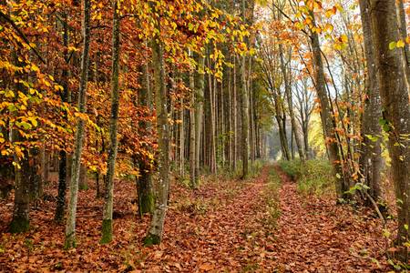 Weg mit Laub durch einen Herbstwald
