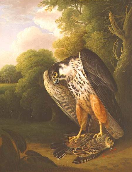 A Hobby Hawk and Prey shot at Buxton van Robert Wilkinson Padley
