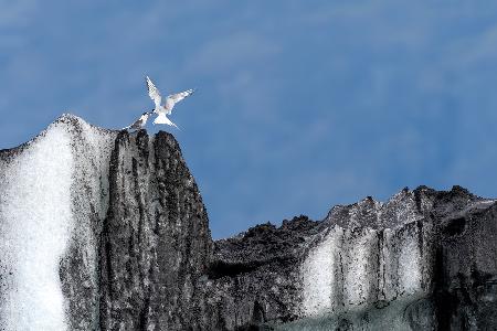 Arctic tern feeding her son