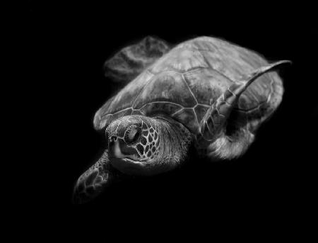 Portrait of a sea turtle in black and white