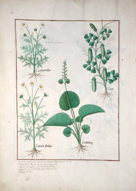 Chamomile (top left) and Cucumber (right) Illustration from 'The Book of Simple Medicines' by Matthe van Robinet Testard