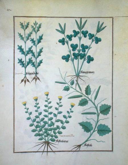 Ms Fr. Fv VI #1 f.132v Top row: Filipendula. Bottom row: Fistularia and Faseolus, illustration from van Robinet Testard