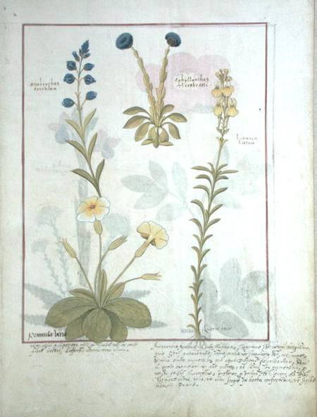 Ms Fr. Fv VI #1 fol.117 Top row: Onobrychis or Sainfoin, and Aphyllanthes. Bottom row: Linaria Lutea van Robinet Testard