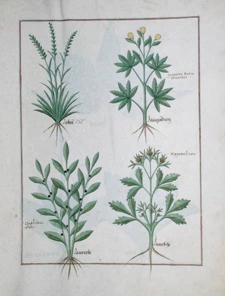 Ms Fr. Fv VI #1 fol. 126r Top row: Lolni and Geranium. Bottom row: Daphnoides and Parsley, illustrat van Robinet Testard