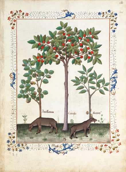 Ms Fr. Fv VI #1 fol.162r Hazelnut Bush (left) and Cherry tree (centre) van Robinet Testard