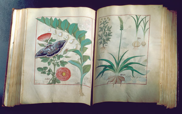 Ms Fr. Fv VI #1 Two pages depicting Rose and Garlic van Robinet Testard