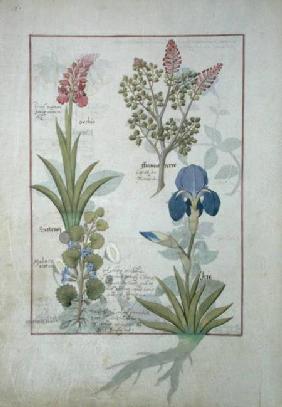 Ms Fr. Fv VI #1 fol.114v Top row: Orchid and Fumitory or Bleeding Heart. Bottom row: Hedera and Iris