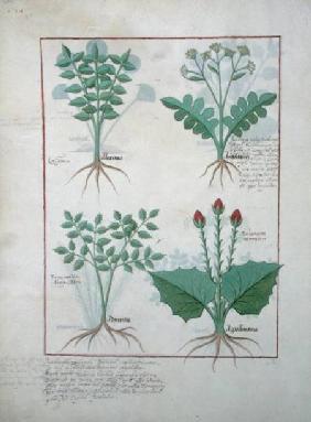 Ms Fr. Fv VI #1 fol.123v Top row: Ligustrum and Acanthus. Bottom row: Grass plant and Apollinaris, i