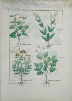Ms Fr. Fv VI #1 fol.124r Top row: Aristolochia Rotundi and Aristolochia Longua. Bottom row: Armoise