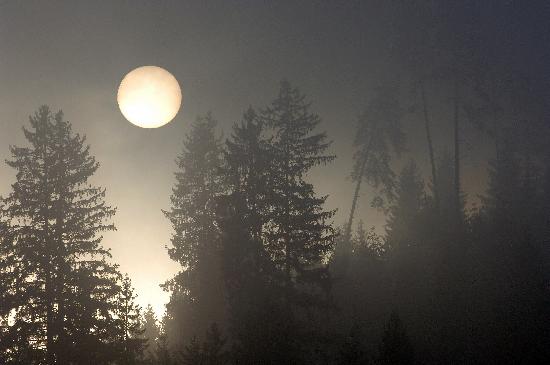 Aufgehende Sonne im Nebelwald van Rolf Haid