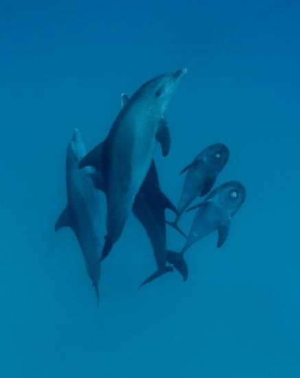 Dolphins 6