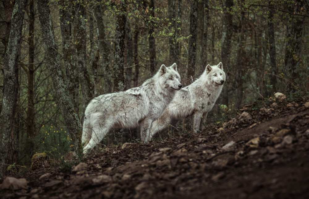 Meeting with white Wolves van Ronan Siri